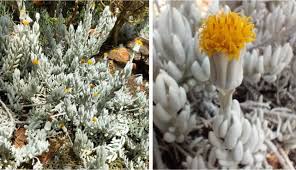 Image result for Caputia