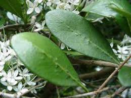 Image result for Pavetta sp. E