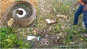 Amazing Snake Trap Using Electric Fan Guard And Digging Hole To Catch Ki Digging Holes Snake Snake Game