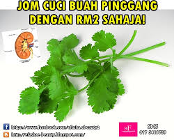 Buah ini terkenal ampuh untuk mengatasi penyakit ginjal. Daun Sup Cuci Buah Pinggang Manfaat Daun Seledri Untuk Cuci Ginjal Buah Sayur Sehat Sakit Pinggang Adalah Keluhan Yang Umum Dengan Banyak Kemungkinan Penyebab Nur Maira
