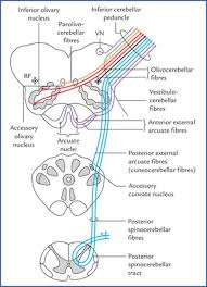 Origin and termination of cuneocerebellar tract. Cerebellum And Fourth Ventricle Textbook Of Clinical Neuroanatomy 2 Ed