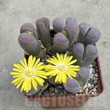 Image result for Macrotyloma stenophyllum