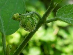 Image result for Tragia glabrata