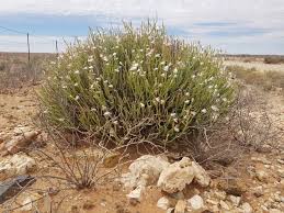Image result for Kleinia longiflora