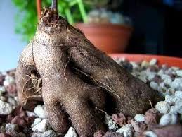 Image result for Dioscorea cotinifolia