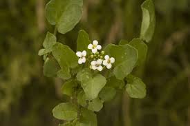 Image result for Nasturtium microphyllum