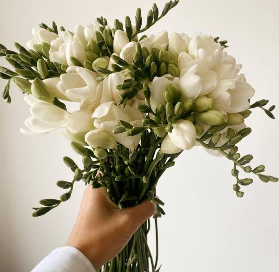 Enchanting White Freesia - A Magical Wedding Essential
