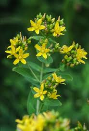 Image result for Sphaeranthus flexuosus