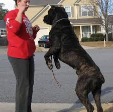 judicious cane corso size cane corso size and weight chart