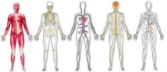 FİZYOLOJİ ANABİLİM DALI