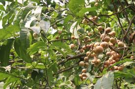 Image result for Aphanamixis