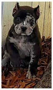Phantom turned 2 years old. American Bully Pocket Merle Americanbullypocketmerle Merle American Bully Puppy In 2021 Bully Breeds Dogs Pitbull Dog Puppy Cute Dogs
