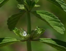 Image result for Leucas sexdentata