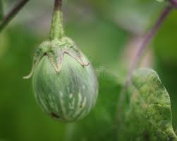 Image result for Solanum macrocarpon