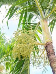 After reaching maturity, the male date palm yields flowers. Christmas Palm Tree Care Learn How To Grow A Christmas Palm Tree