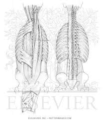 Muscles of the thigh and hip (anterior) coloring. Deep Intrinsic Back Muscles