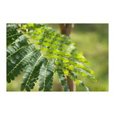 Image result for Albizia procera