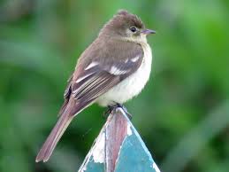 Image result for Alinula paradoxa