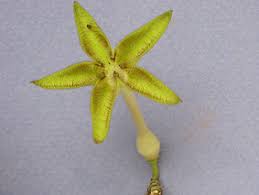 Image result for Ceropegia conrathii