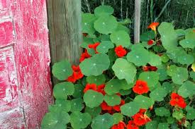 Some of the best examples are given below: Nasturtium Medicinal Uses 8 Ways To Use This Medicinal Flower