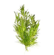 Image result for Najas