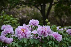 White peonies symbolize beauty and forgiveness. Late Spring Highlights Brooklyn Botanic Garden
