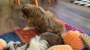 Tracking the heath & care. Havanese Puppies Heavenly Havanese Imlay City Michigan