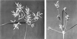 Image result for Cyperus rigidifolius