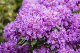 Good glossy foliage and suitable for some sun or light shade. Rhododendron Hybr Lee S Dark Purple Rhododendron Hybride Lee S Dark Purple Im Pflanzenshop