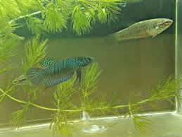Wild Betta Smaragdina Pair Siamese Fighting Fish Betta Fish Betta