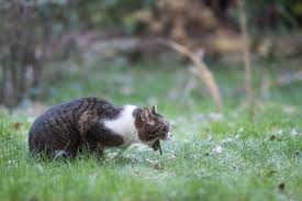 While cats can be spayed or neutered at anytime, including when they're pregnant, it is best to get this procedure done as soon as they reach sexual maturity. My Cat Ate A Rubber Band Here S What To Do Vet Answer Excited Cats