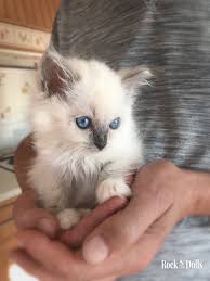 Epingle Sur Chaton