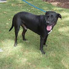 However free labrador retrievers are a rarity as rescues usually charge a small adoption fee to cover their expenses ($100 to $200). Dog For Adoption Hank A Black Labrador Retriever Belgian Shepherd Malinois Mix In Savannah Ga Petfinder