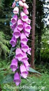 The plant is edible to rabbits. Pet Safe Plants Plants Generally Considered Nontoxic For Pets