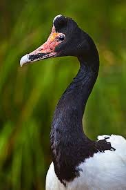 Magpie Goose Pet Birds Beautiful Birds Australian Birds