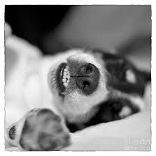 Will be wormed and m. Cute Sleeping Jack Russell Terrier Black And White Photograph By Natalie Kinnear
