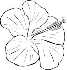 Hibiscus 000004 0002 Tnb Png 332 350 Flower Drawing Design Hibiscus Drawing Flower Drawing Hibiscus oil is an essential oil extracted from hibiscus plants that's used for relaxation and moisturization. pinterest