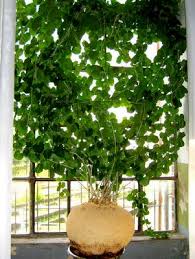 Image result for Pyrenacantha