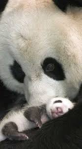 Mama And Baby Love All Mama Baby Interactions Of Affection Comes Naturally Cute Animals Cute Baby Animals Animals