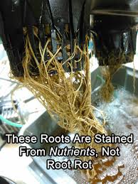 Maybe you would like to learn more about one of these? Cannabis Root Rot How To Identify Get Rid Of It Quickly