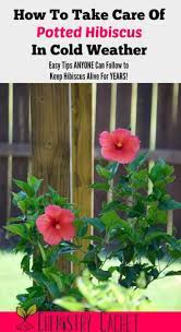 How To Take Care Of Potted Hibiscus In Cold Weather Hibiscus Plant Hibiscus Tree Growing Hibiscus