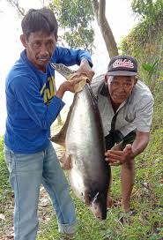 Mar 30, 2021 · cara agar ikan betah di tempat kita mancing (trik memanggil ikan agar berkumpul). Ada Ikan Patin Monster Di Setu Sawangan Ini Buktinya Suara Karya