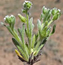 Image result for Alchemilla cryptantha