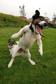 Yeeeaaaaagh Jack Russell Madness Jumping Jacks Aka Crazy Jacks Flying Dog Cute Animals Funny Dog Pictures