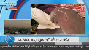 The thai public broadcasting service, or tpbs, is a public broadcasting service in thailand. The Mother And Son Dugong Found Killed The Catch Cut Off In Trang Thai Pbs News