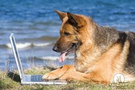 Learn all about their shedding frequency and management before you welcome one into your home! The Complete German Shepherd Guide From Pup To Pal Shepped Com