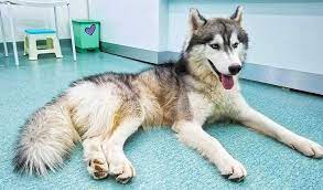 Reasons Why You Should Not Have A Husky Khmer Times
