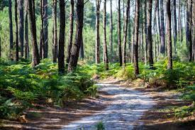 Départementales dans les landes : 8 Ideas For Getaways In The Landes Bordeaux Tourism Conventions