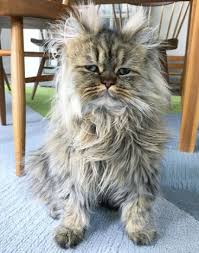 As a certified member of the fluffiest cat breed club, this adorable kitty will need some coat. Pictures Meet Barnaby The Fluffiest Cat In The World