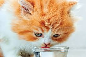 A lot of cats simply refuse to drink out of a water bowl.but why? Why Is Your Cat Drinking Water So Weird Catster